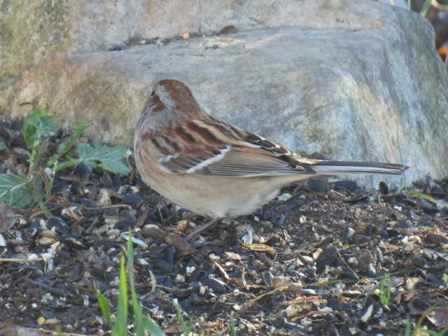 Пасовник північний - ML644346796