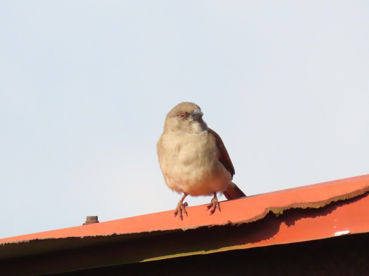 Northern Gray-headed Sparrow - ML644346801