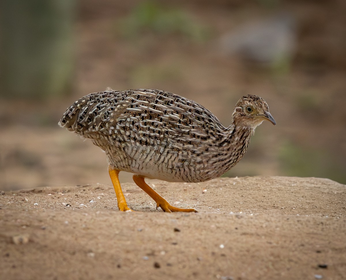 White-bellied Nothura - ML644346807