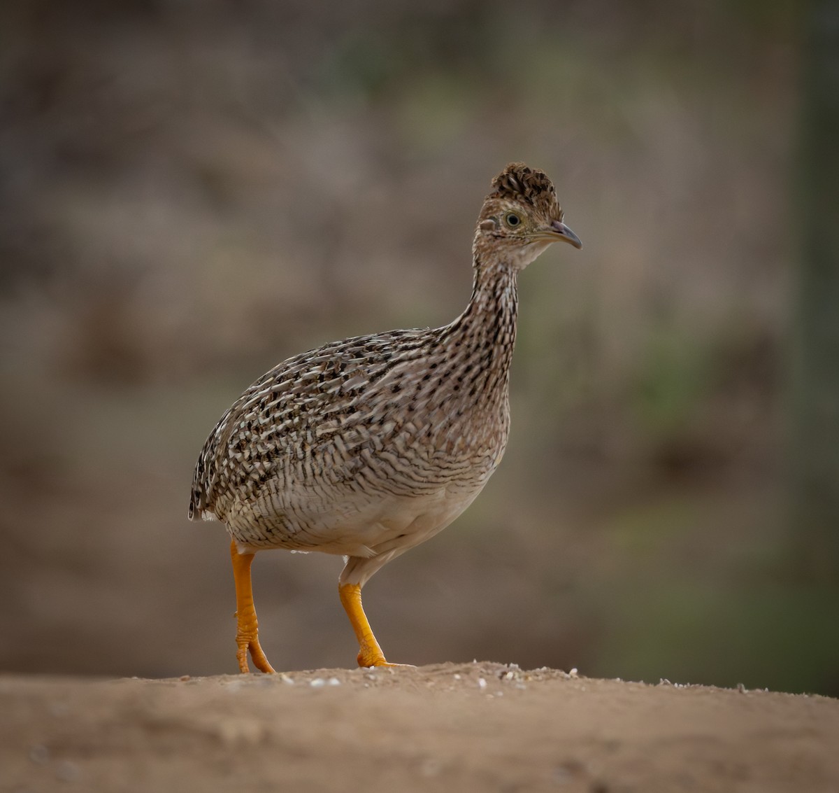White-bellied Nothura - ML644346808