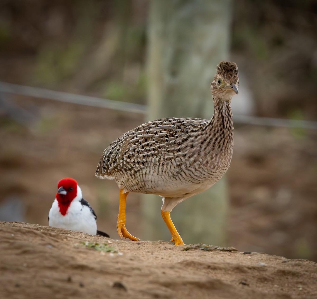 White-bellied Nothura - ML644346810
