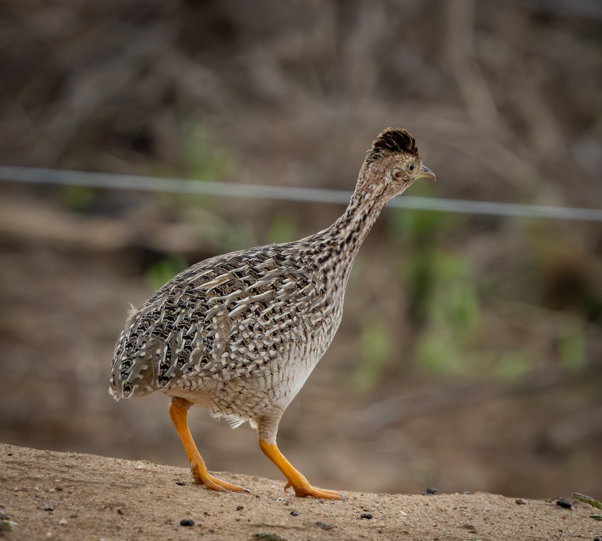 White-bellied Nothura - ML644346811