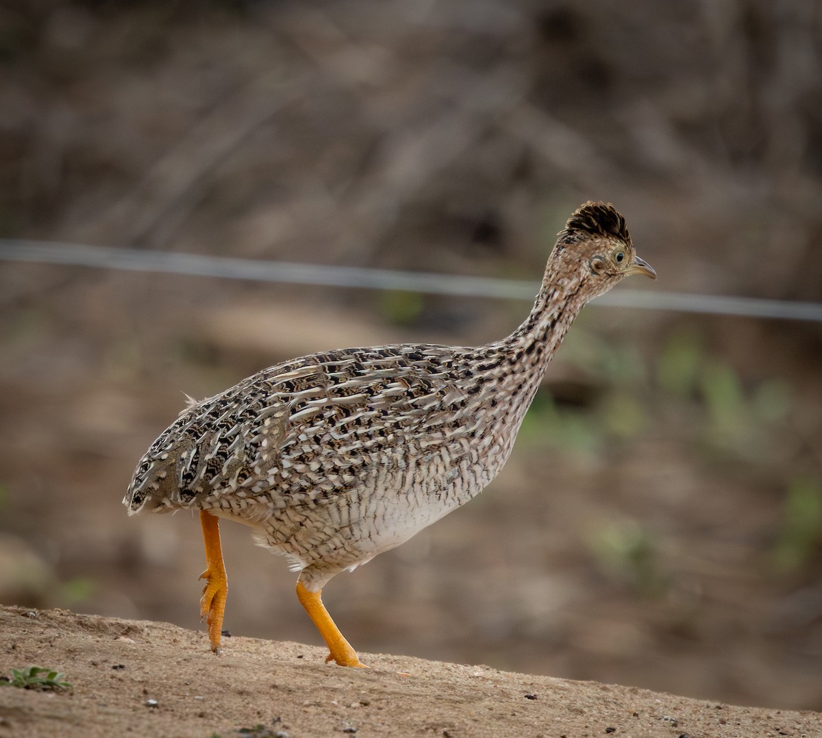 White-bellied Nothura - ML644346812