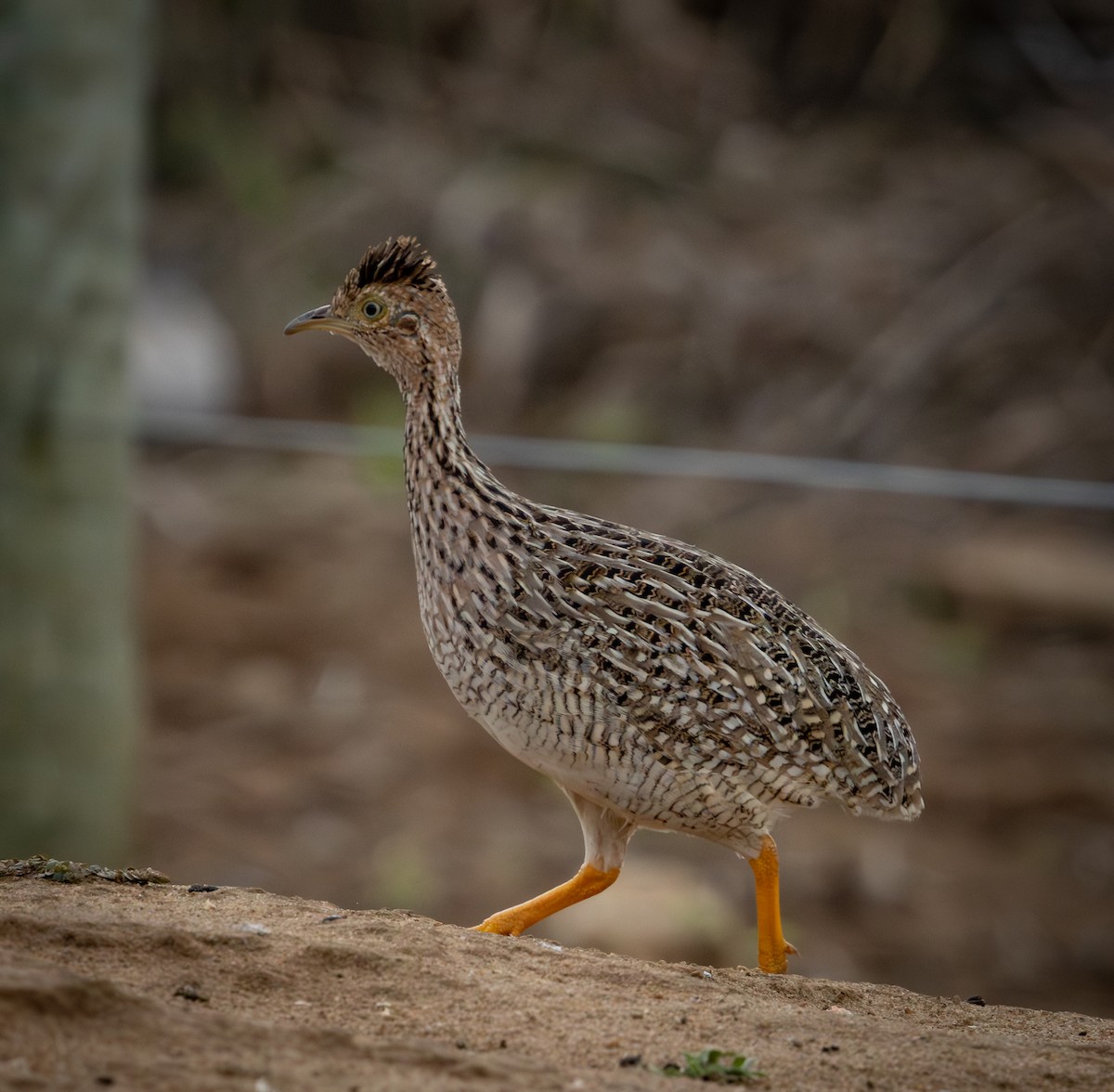 White-bellied Nothura - ML644346813
