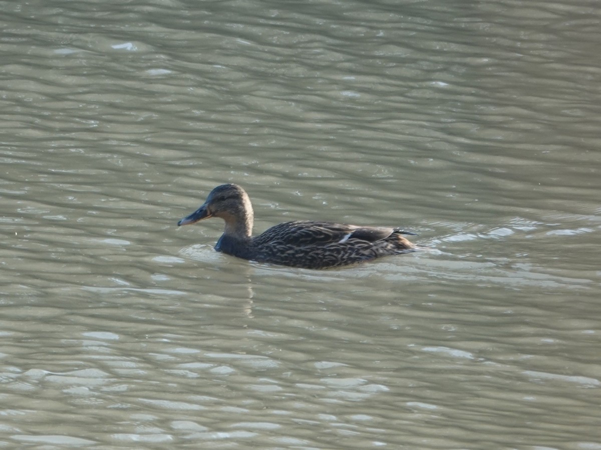 Canard colvert - ML644346814