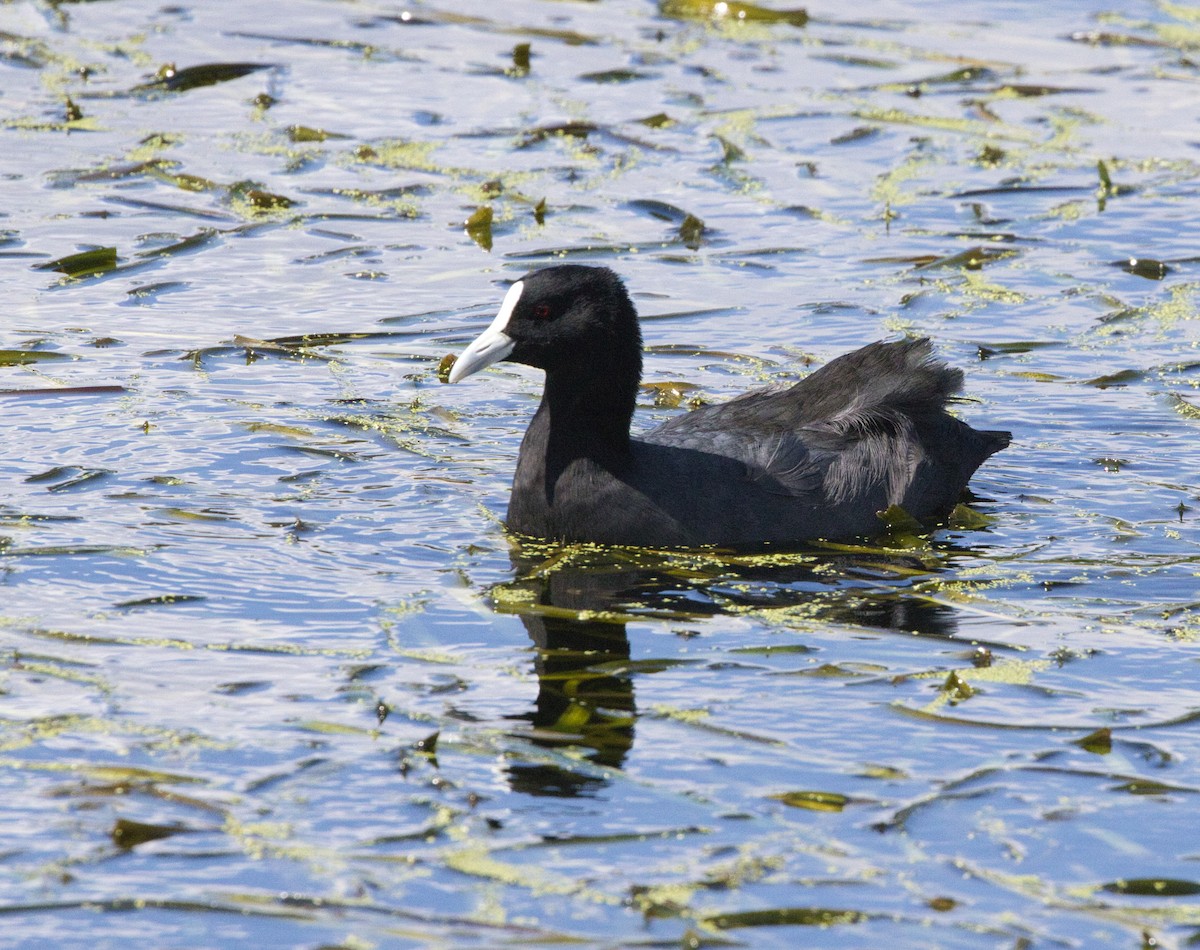 Folaga - ML644346816