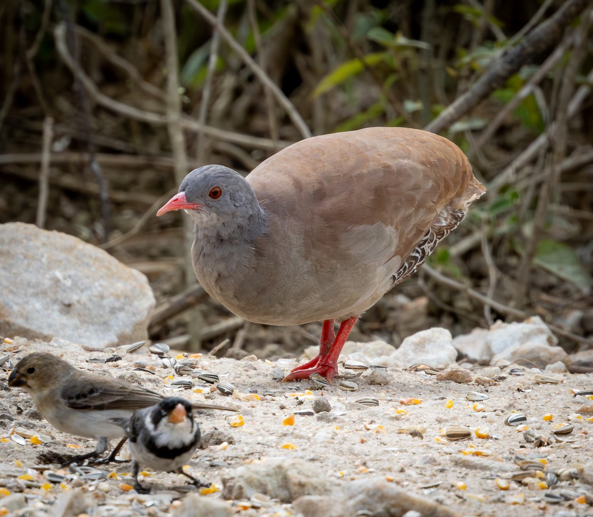 Tinamou à petit bec - ML644346820