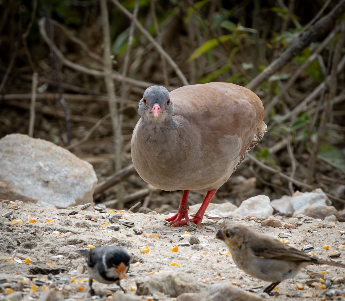 Tinamou à petit bec - ML644346821