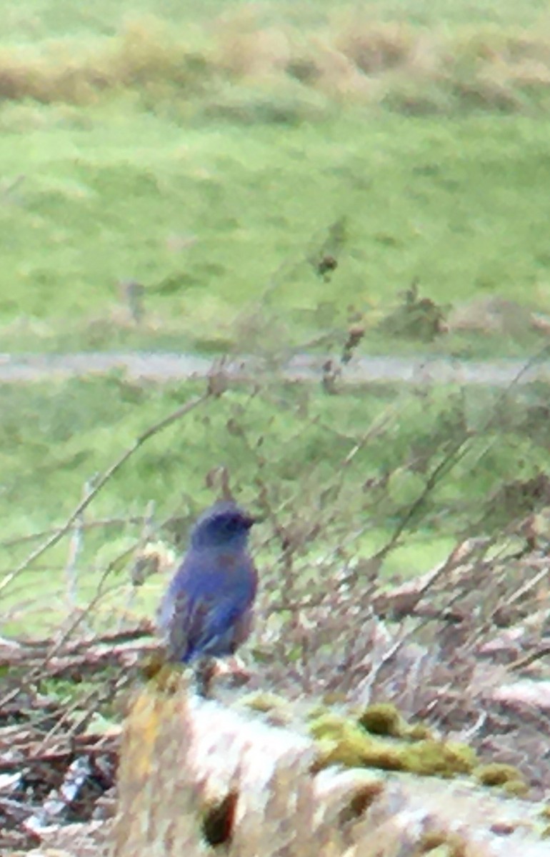Western Bluebird - ML644346831