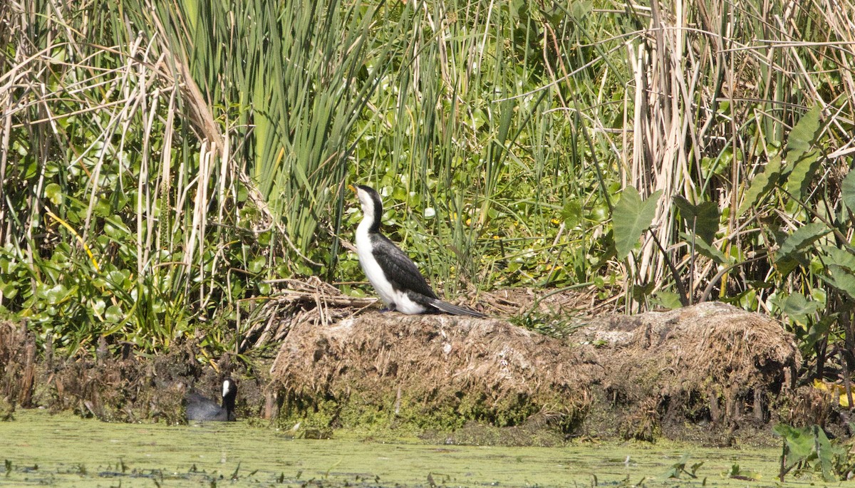 Little Pied Cormorant - ML644346832