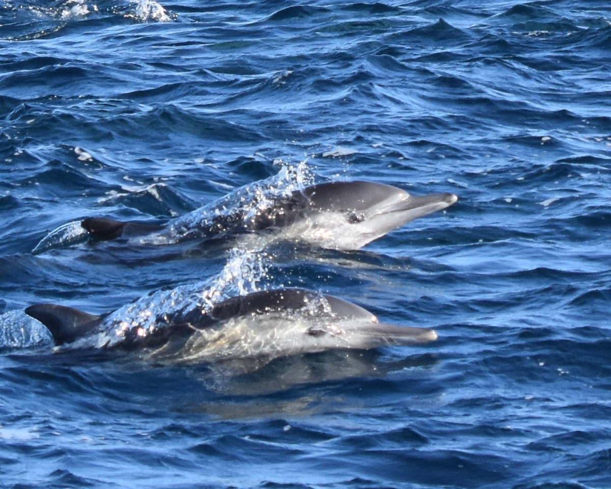 Animals - ML644346833