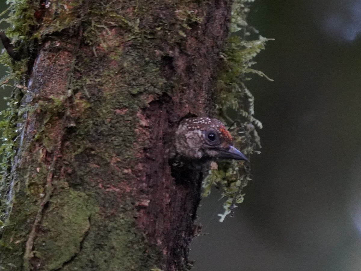 datlíček pruhovaný - ML644346838