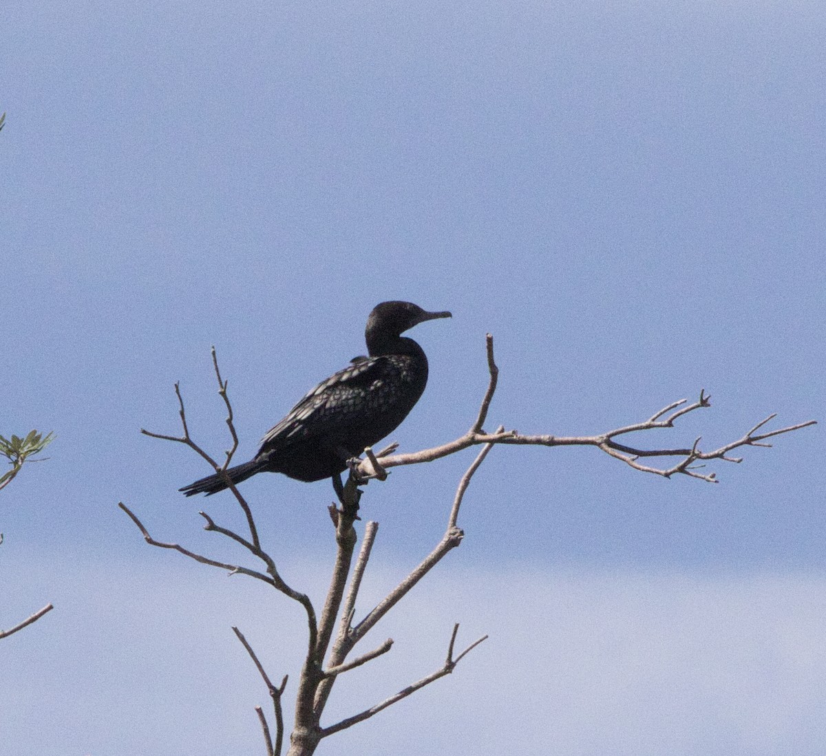 Little Black Cormorant - ML644346839