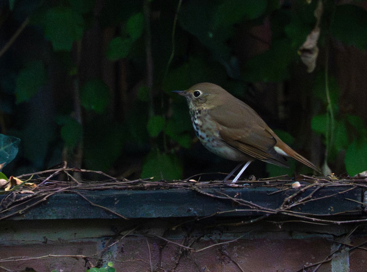 eremittskogtrost - ML644346842