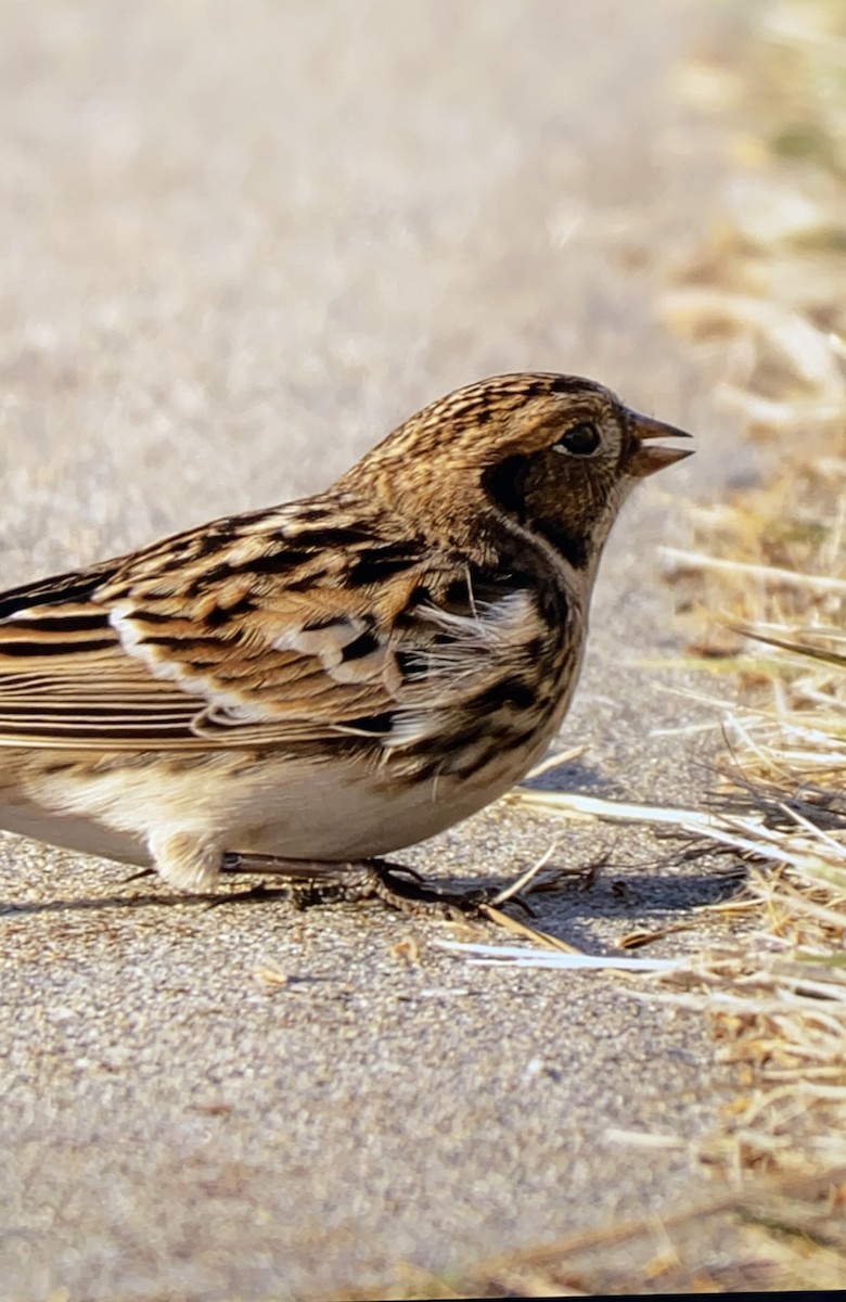Lapland Longspur - ML644346844