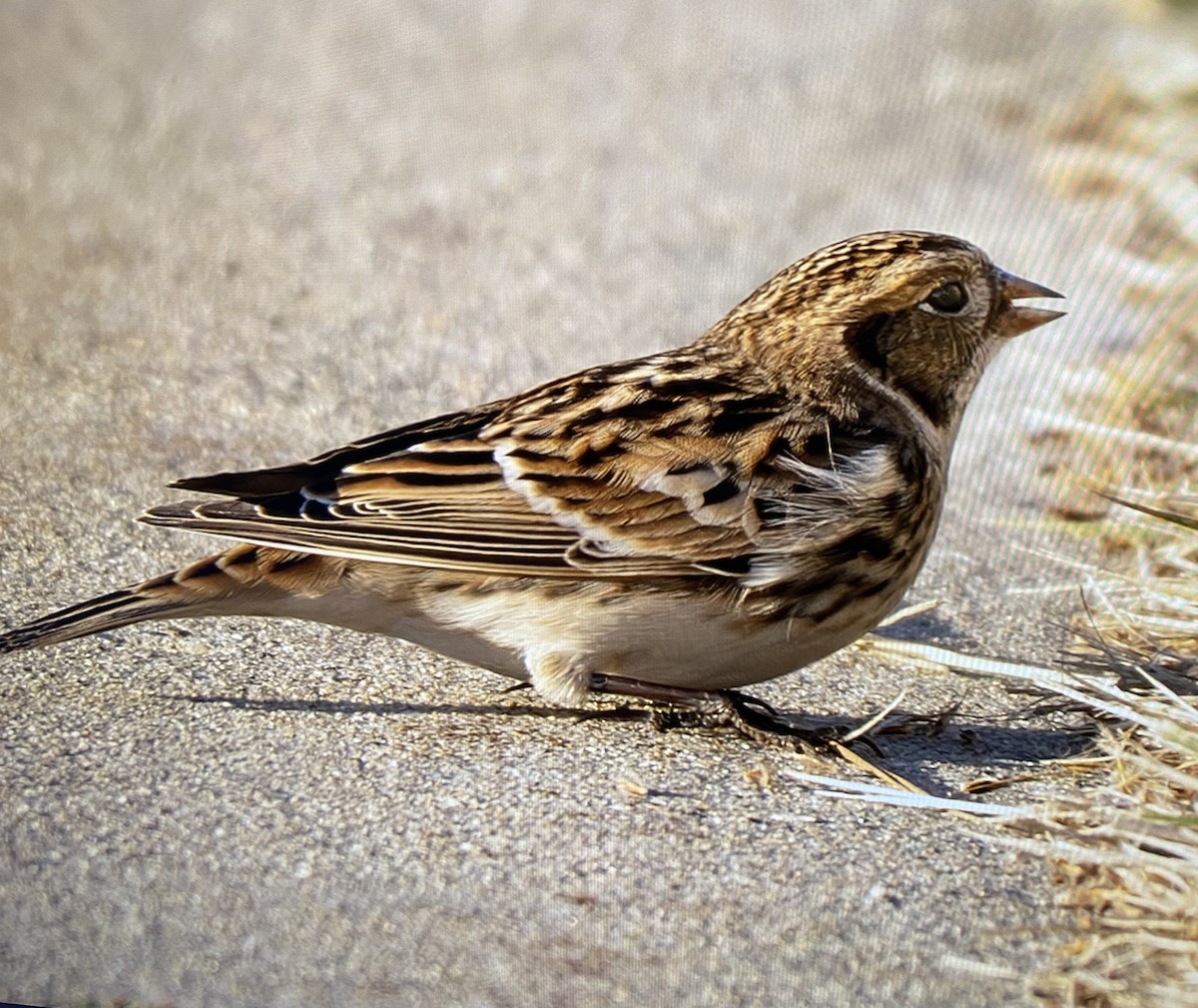 Lapland Longspur - ML644346845