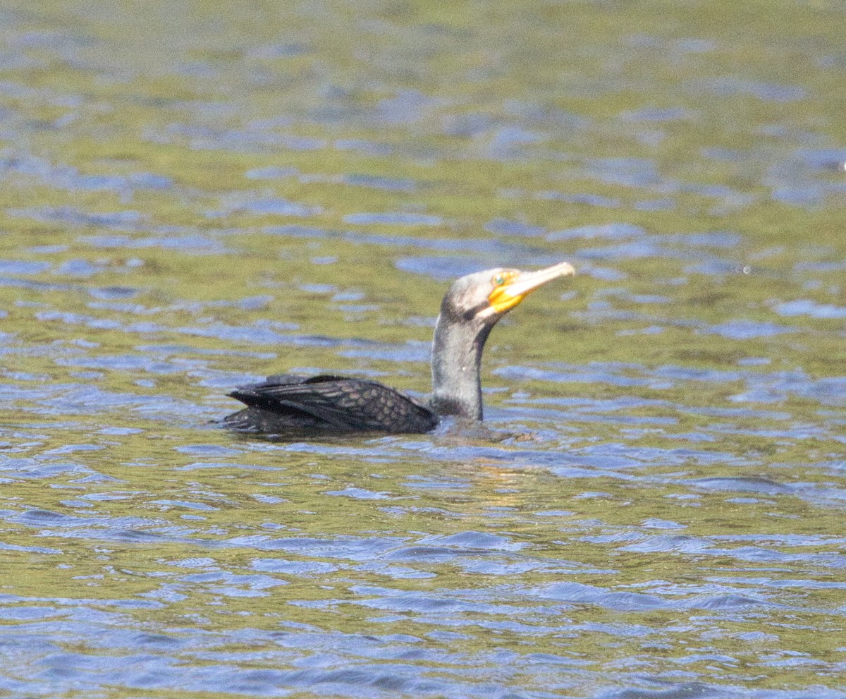 Cormorano - ML644346850