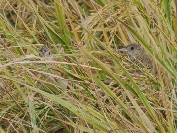 Bruant mélanocéphale - ML644346857