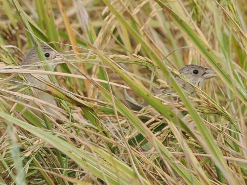 Bruant mélanocéphale - ML644346858