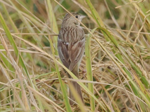 Bruant mélanocéphale - ML644346859
