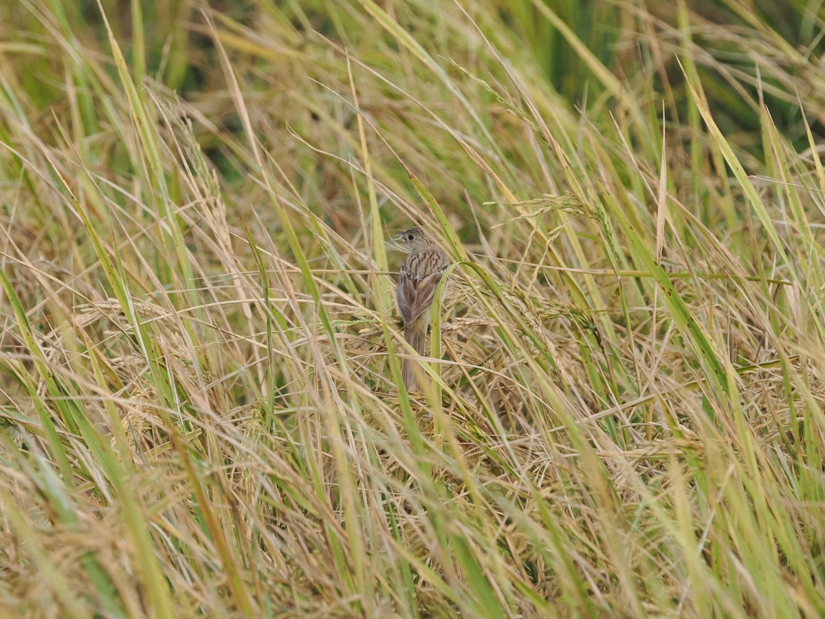 Bruant mélanocéphale - ML644346860