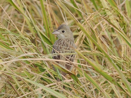 Bruant mélanocéphale - ML644346861