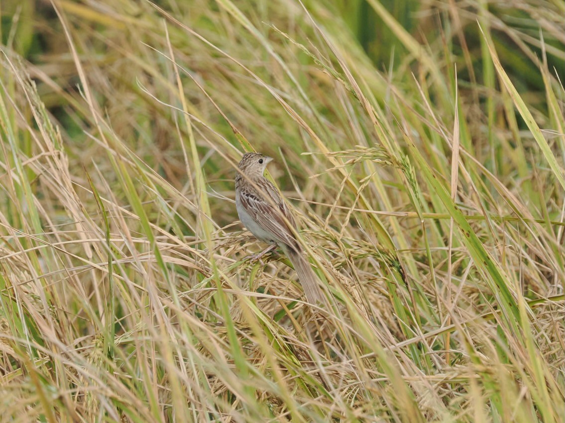 Bruant mélanocéphale - ML644346862