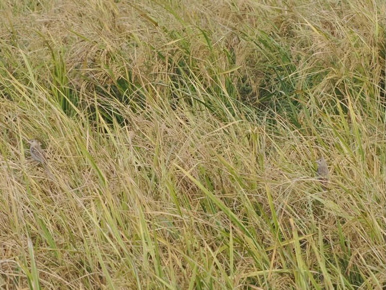 Bruant mélanocéphale - ML644346863