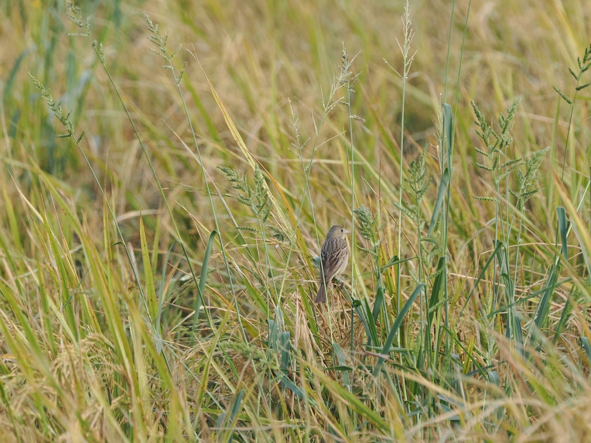 Bruant mélanocéphale - ML644346864
