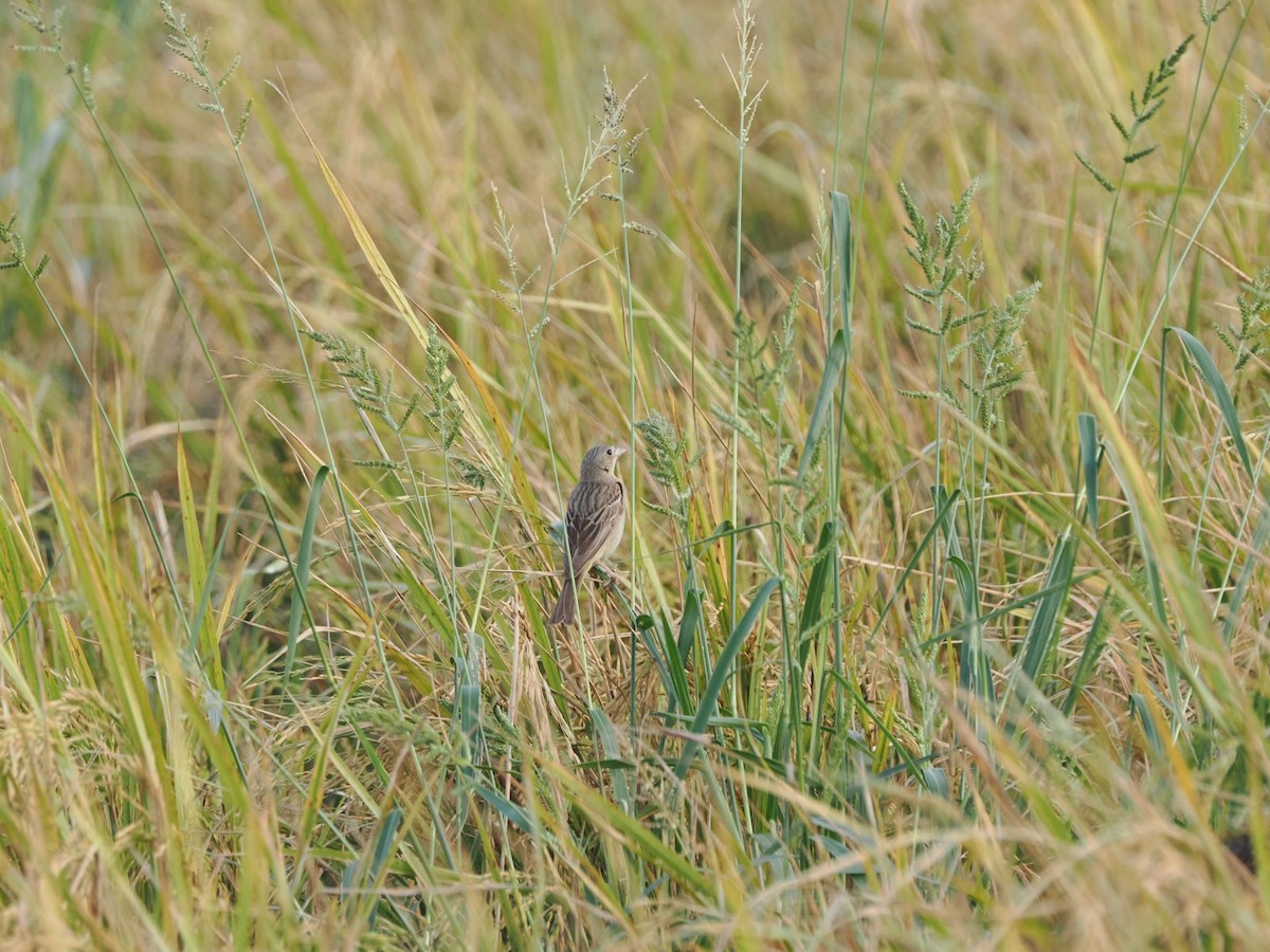 Bruant mélanocéphale - ML644346865