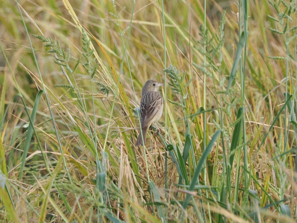 Bruant mélanocéphale - ML644346866