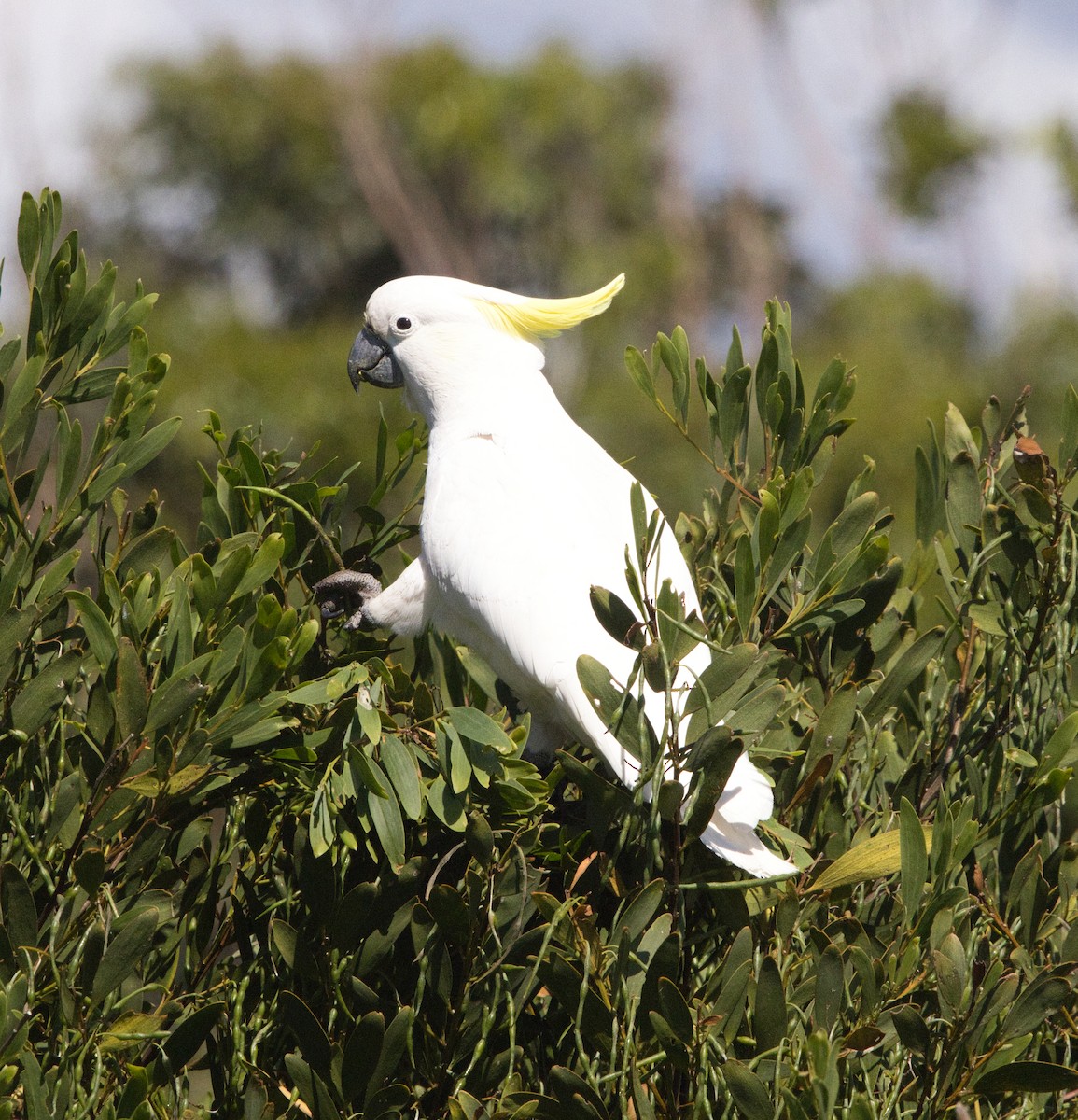 Sulphur-crested Cockatoo - ML644346867