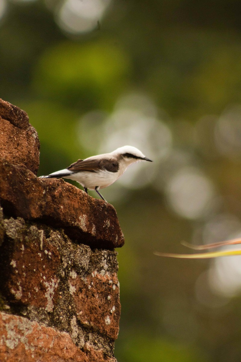 Masked Water-Tyrant - ML644346871
