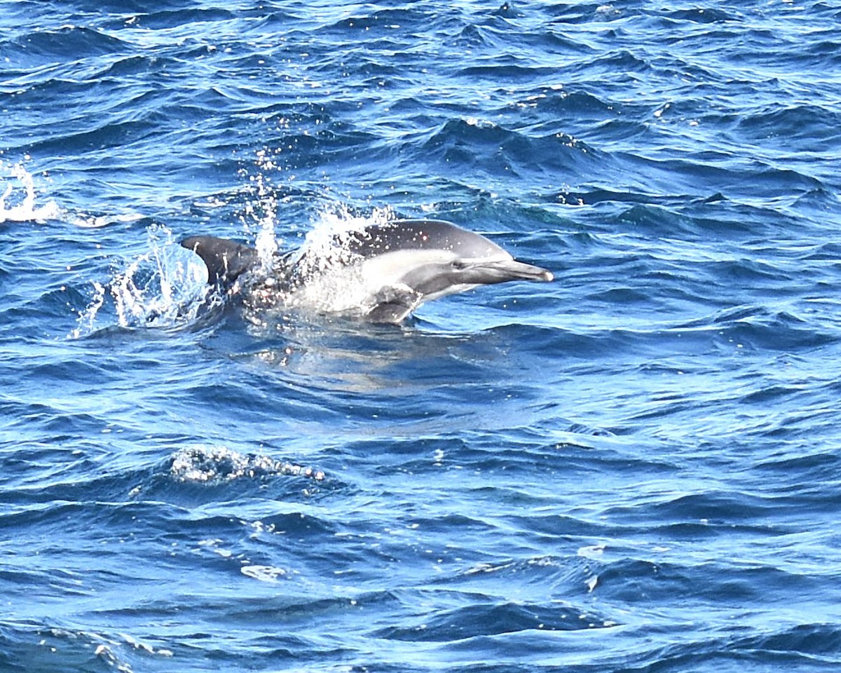 Animals - ML644346882