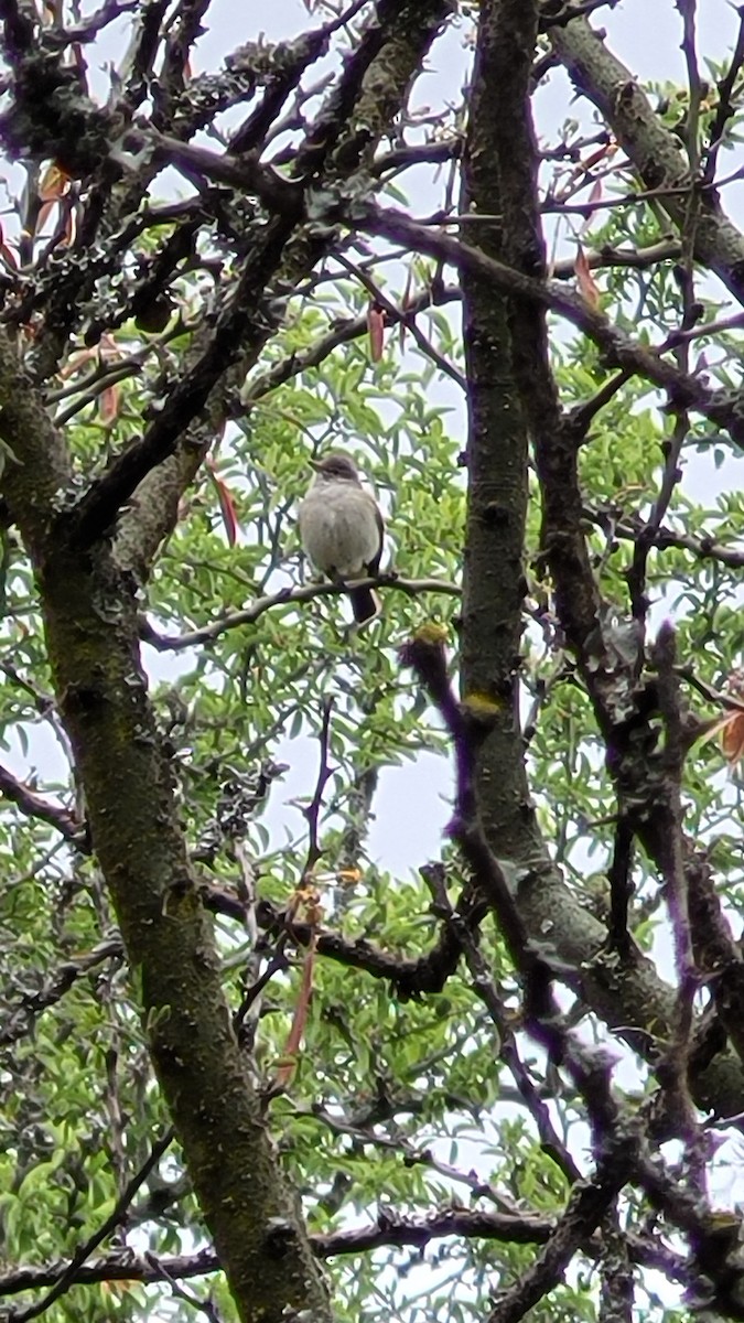 Plain Tyrannulet - ML644346894