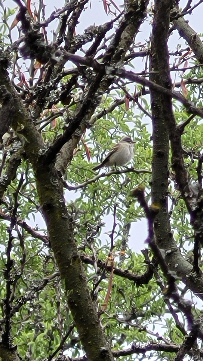 Plain Tyrannulet - ML644346895