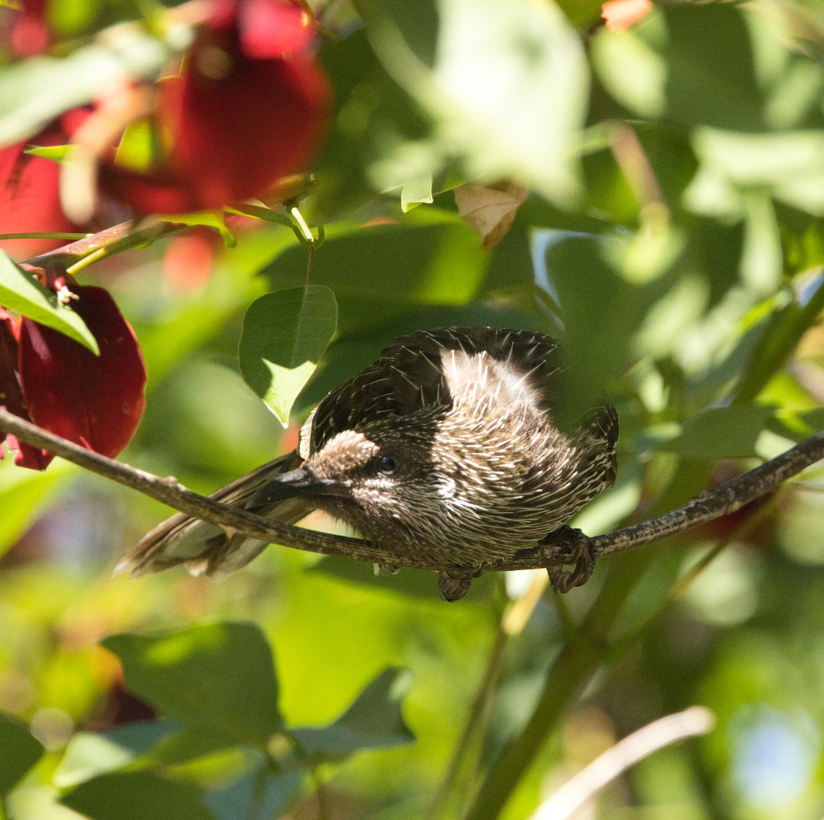 Little Wattlebird - ML644346898