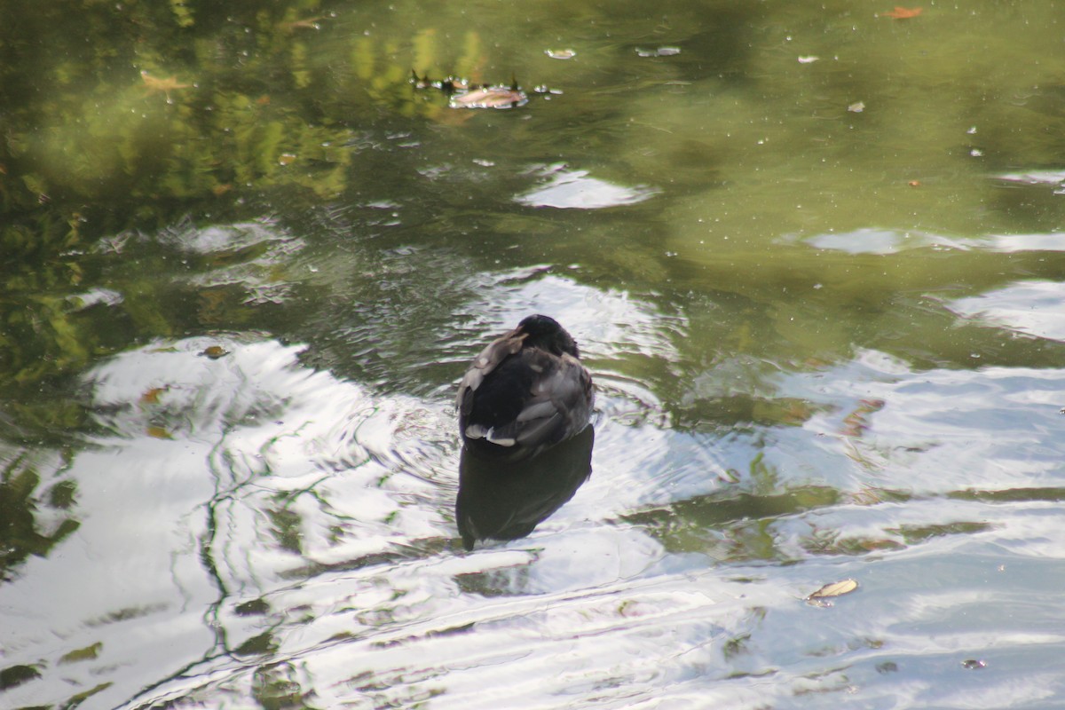 Canard colvert - ML644346910