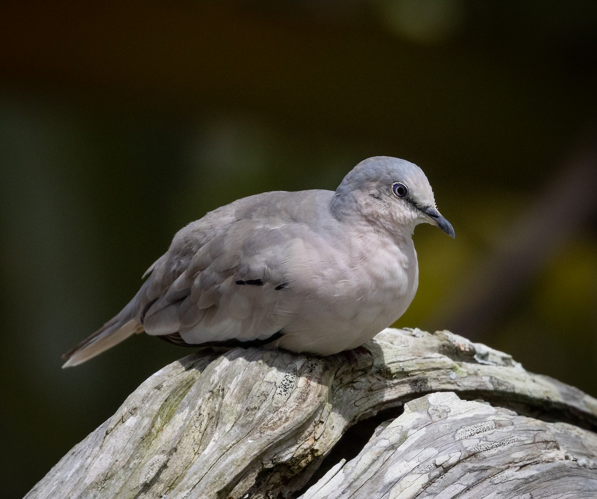 Picuitäubchen - ML644346912