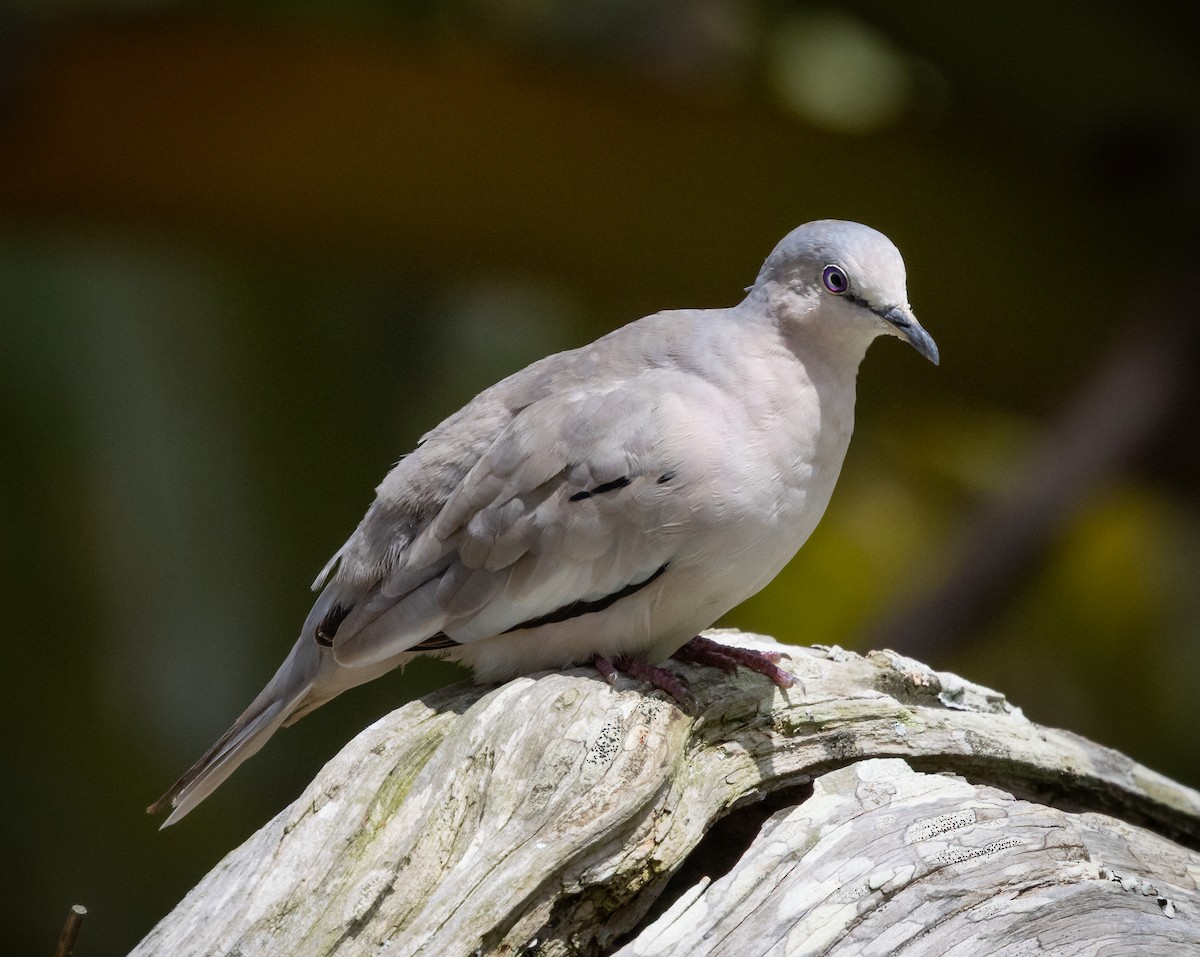 Picuitäubchen - ML644346913