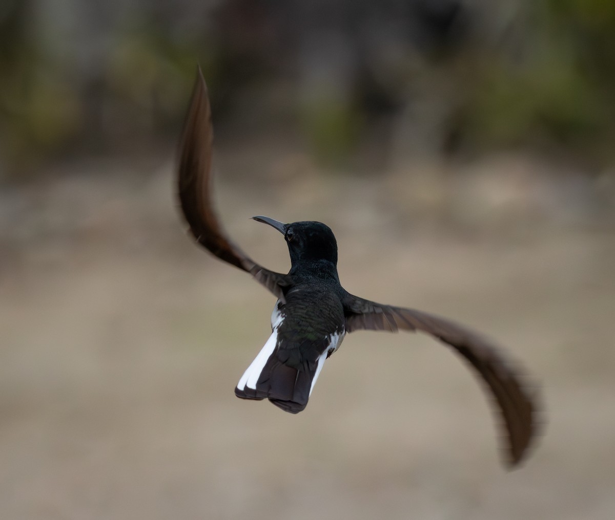 Black Jacobin - ML644346915