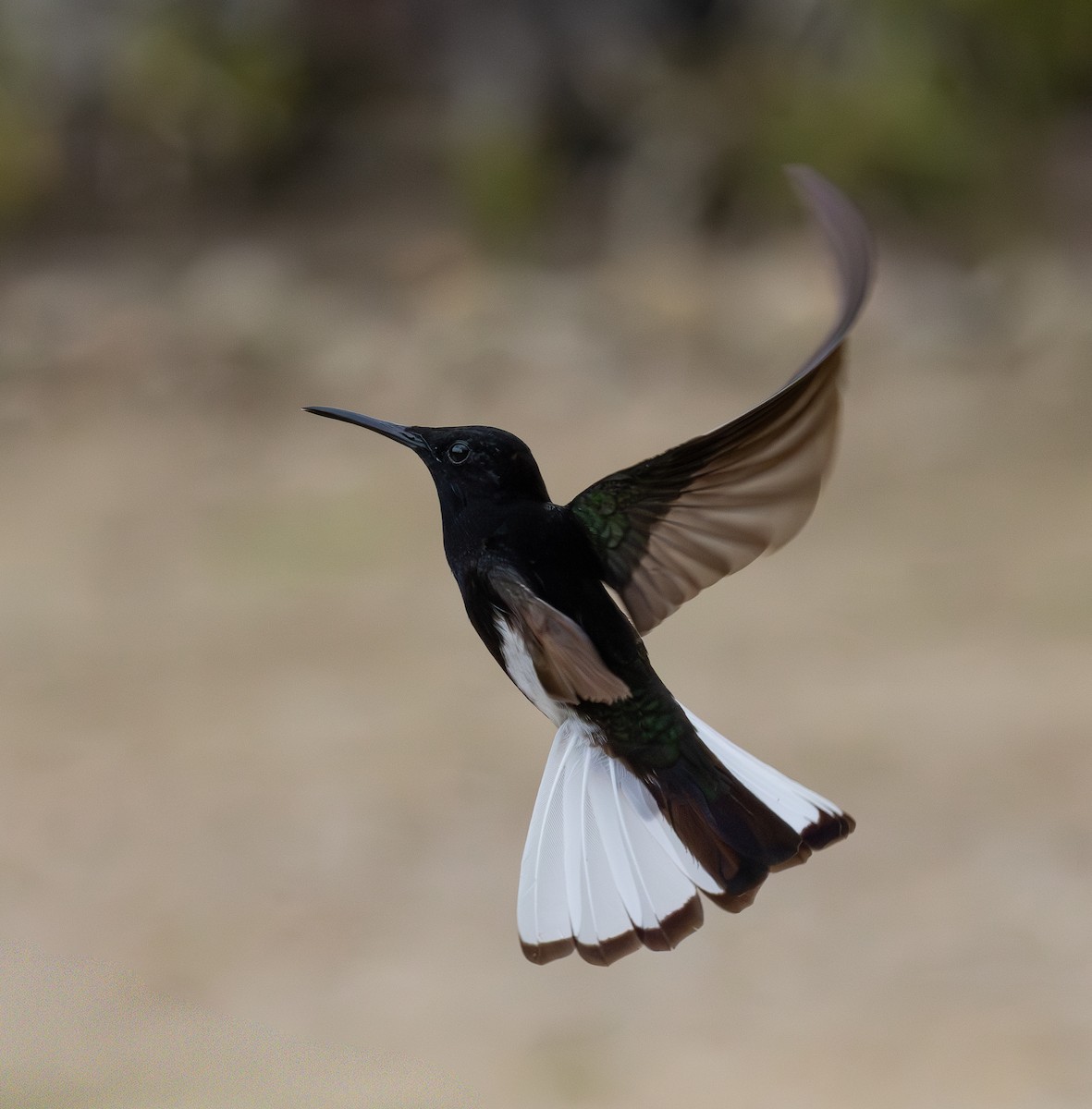 Black Jacobin - ML644346916