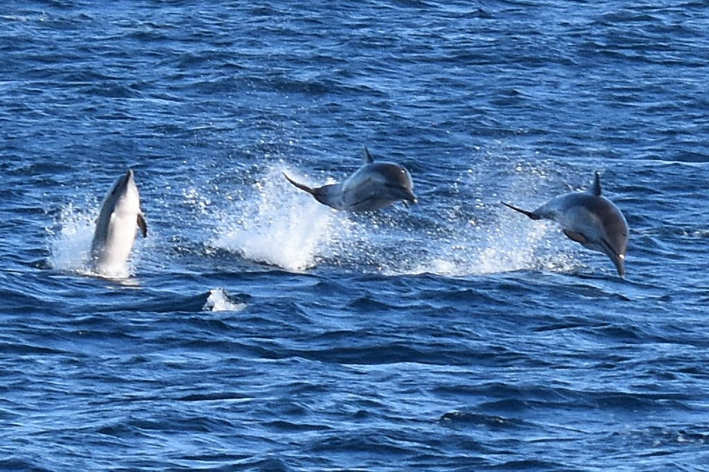 Animals - ML644346926