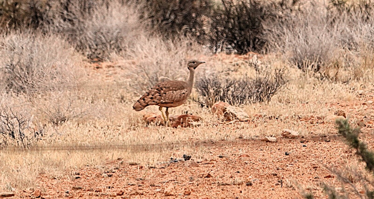 Karoo Bustard - ML644346932