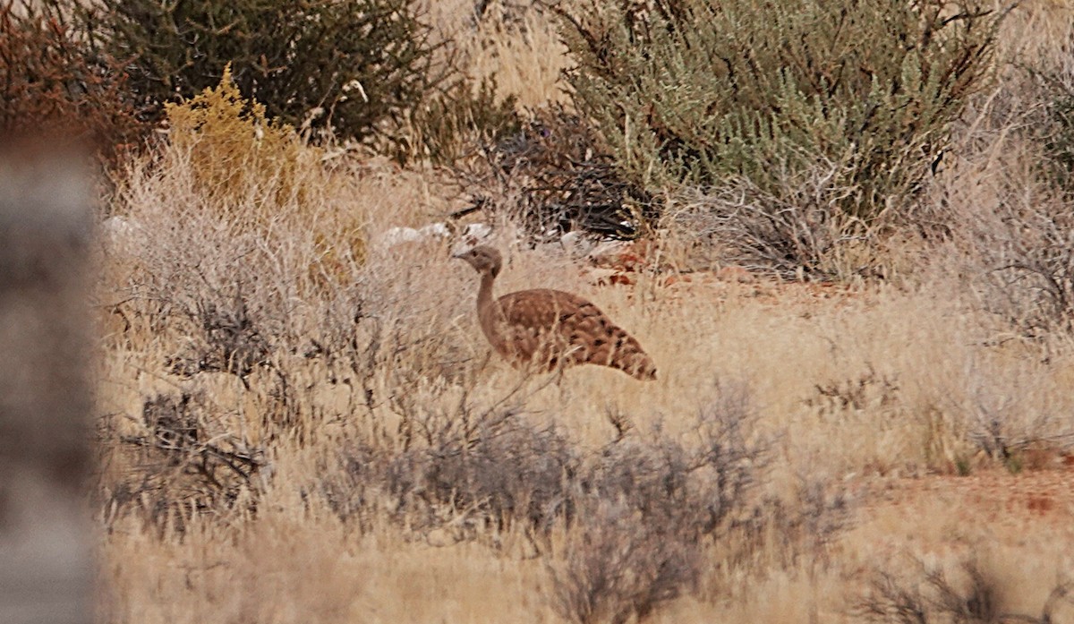 Karoo Bustard - ML644346933