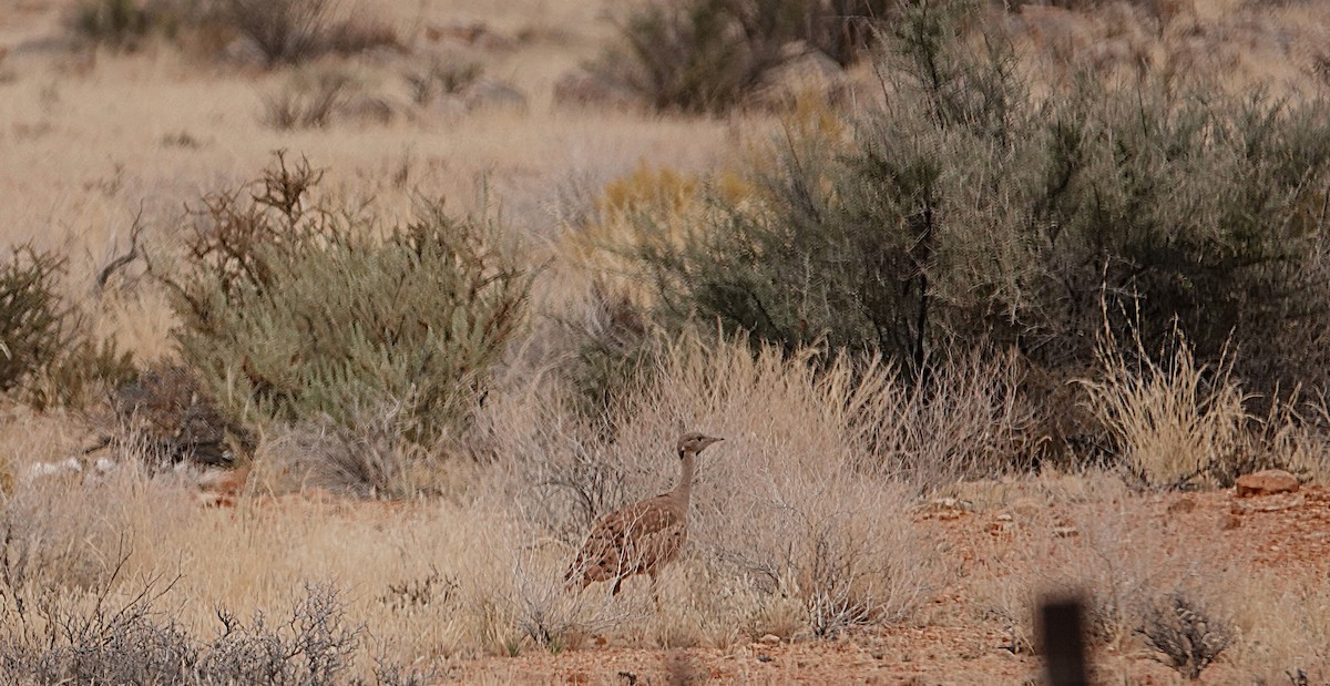 Karoo Bustard - ML644346934
