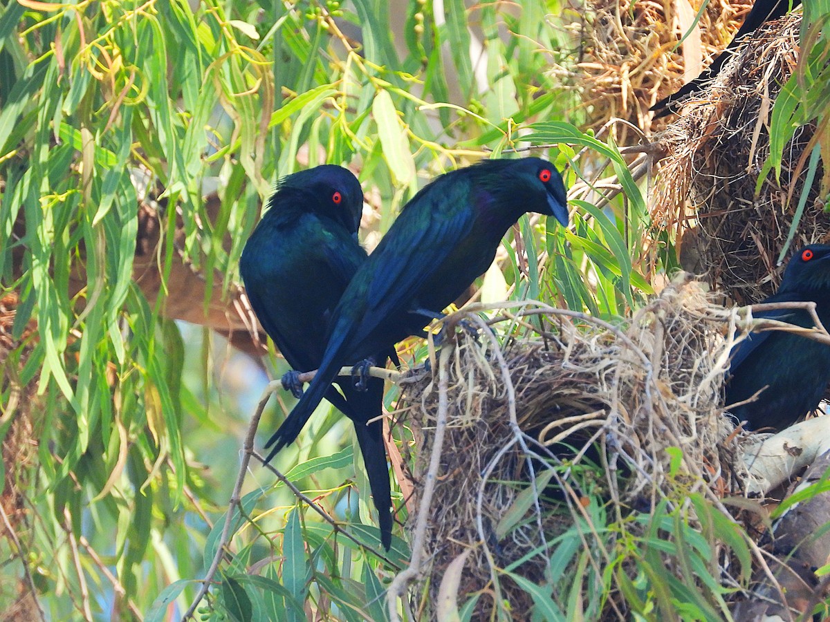 špaček lesklý - ML644346936