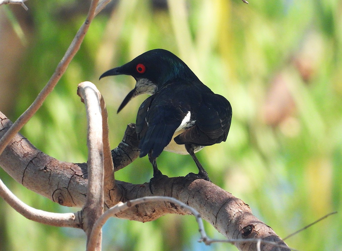 špaček lesklý - ML644346939