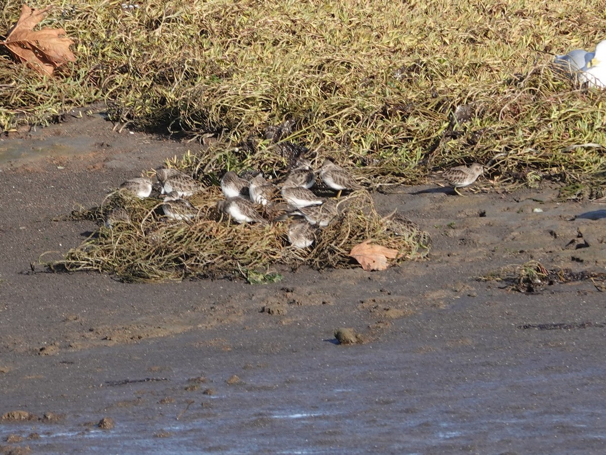 Least Sandpiper - ML644346940