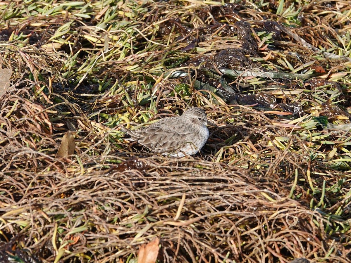 Least Sandpiper - ML644346941